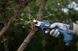 Bosch Секатор Pro Pruner акумуляторний, 12В, 3.0 Ач, до 25мм, 1кг, сет. 2 ак.